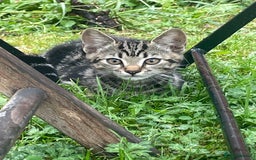 Domestic Shorthair cats for sale: Sweet tabby cat looking for a loving home - Image 6
