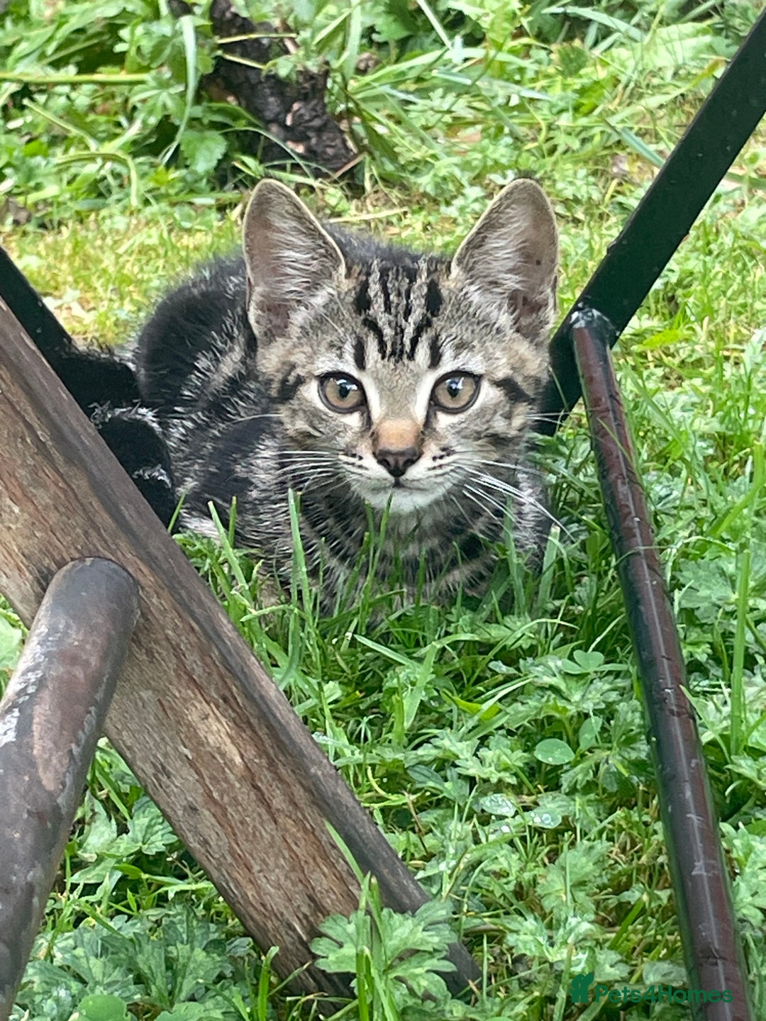 Domestic Shorthair cats for sale: Sweet tabby cat looking for a loving home - Image 6