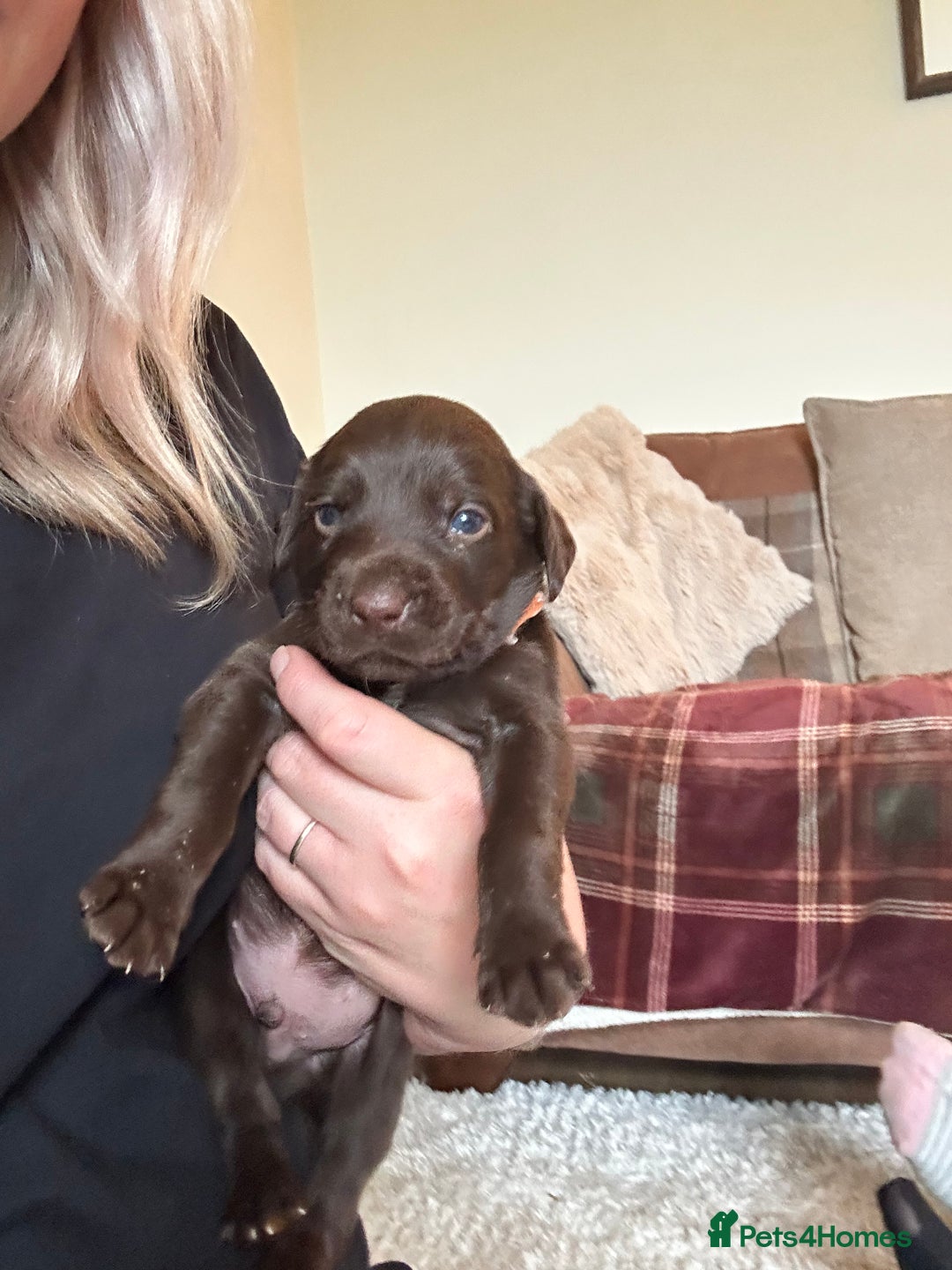 Mixed Breed dogs for sale: 🐾 German wirehaired pointer x Labrador 🐾  - Image 10