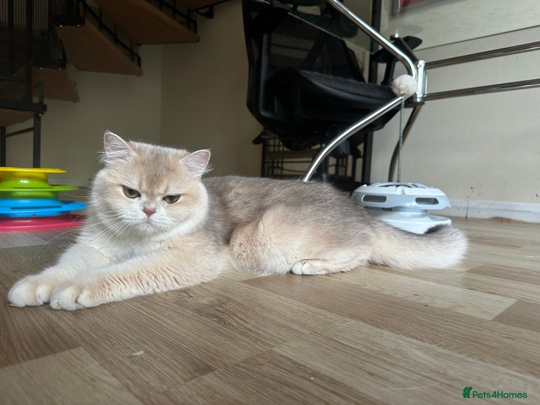 British Shorthair cats for sale: GCCF reg Active BSH Blue Gold Female for Breeding - Advert 6