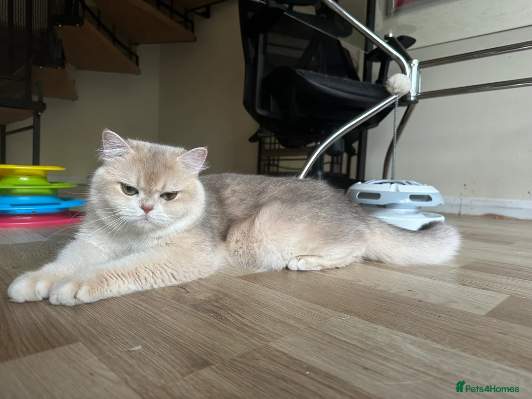 British Shorthair cats for sale: GCCF reg Active BSH Blue Gold Female for Breeding - Advert 6