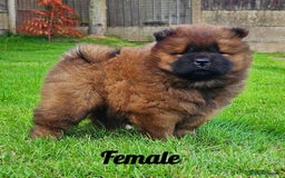 Chow Chow dogs for sale: Crufts Best of Breed pedigree  - Image 9
