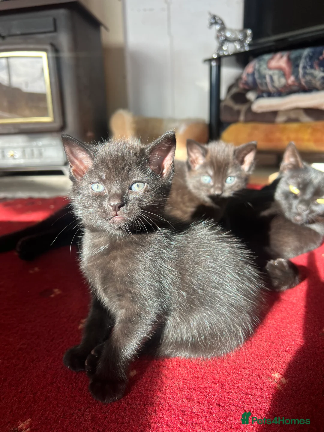 Mixed Breed cats for sale: Ragdoll x in Newton Abbot - Advert 1