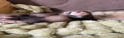 Ferret rodents for sale: Beautiful Baby Ferrets for Sale ❤️ - Advert 15