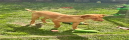 Labrador Retriever dogs for sale: Partly trained 6 month old Labrador retriever - Advert 2