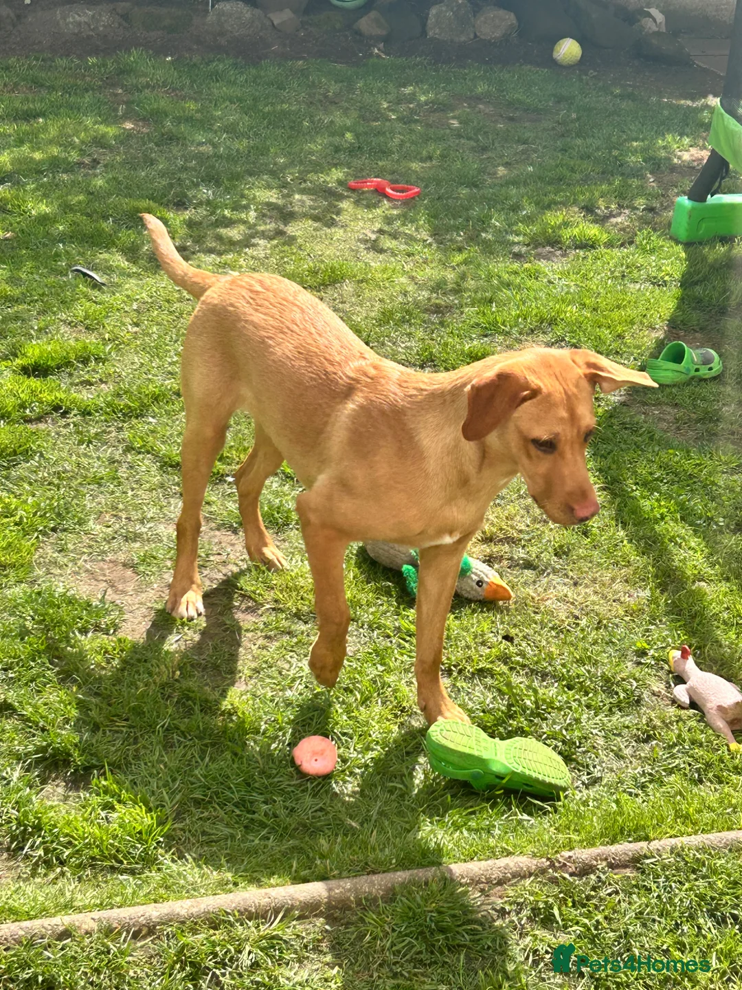 Labrador Retriever dogs for sale: Partly trained 6 month old Labrador retriever - Advert 2