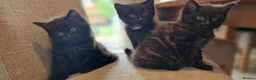 Mixed Breed cats for sale: 4 mixed breed main coon/ bengal boys - Advert 16