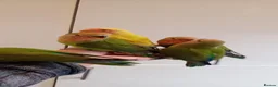 Parakeets birds for sale: Hand reared baby Lovebirds for sale - Advert 1