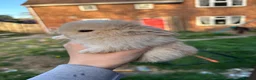 Mini Lop rabbits for sale: Last mini lop baby - Advert 2