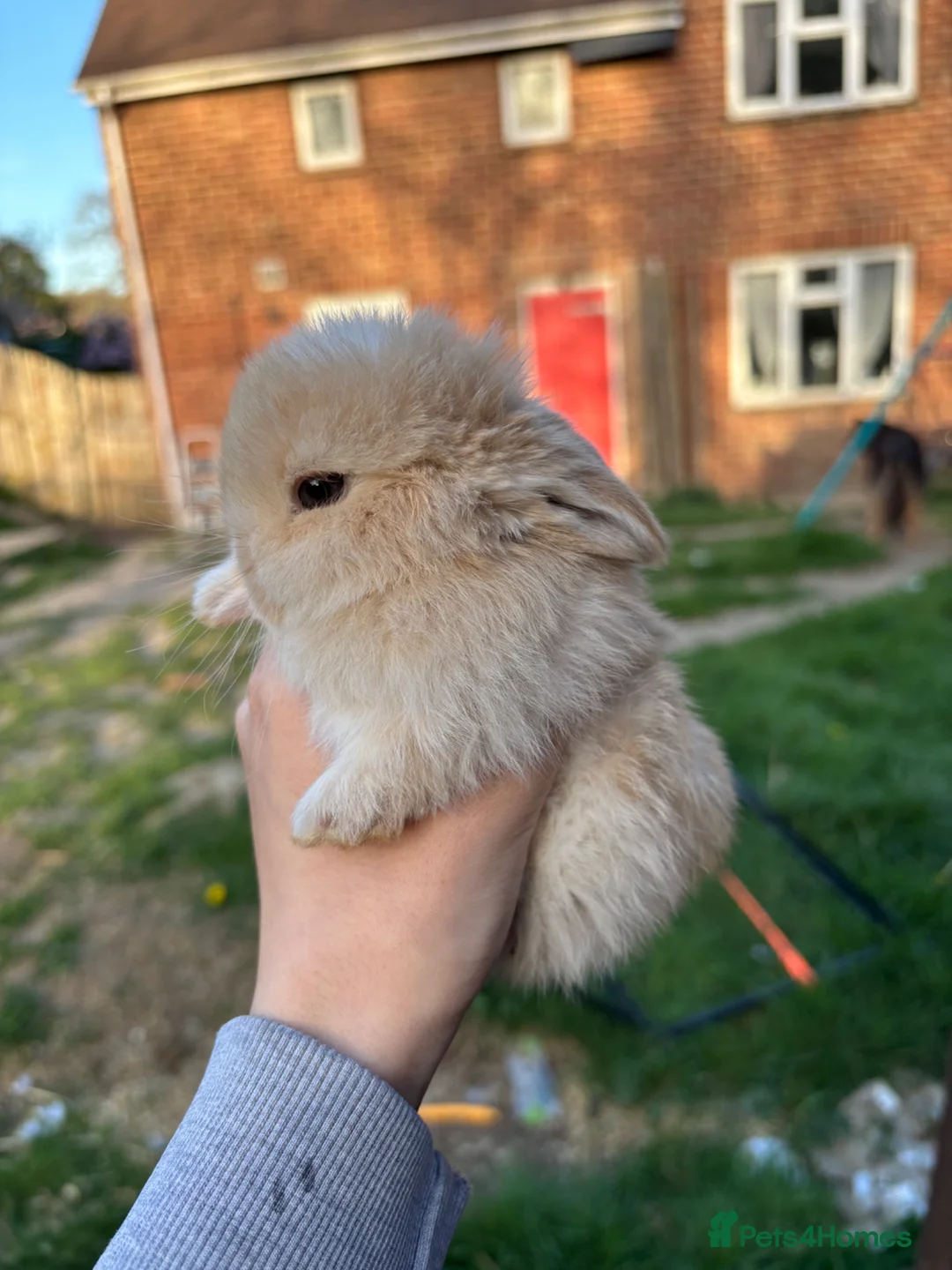 Mini Lop rabbits for sale: Last mini lop baby - Advert 2