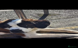 Saint Bernard dogs for sale: Henry  - Image 2