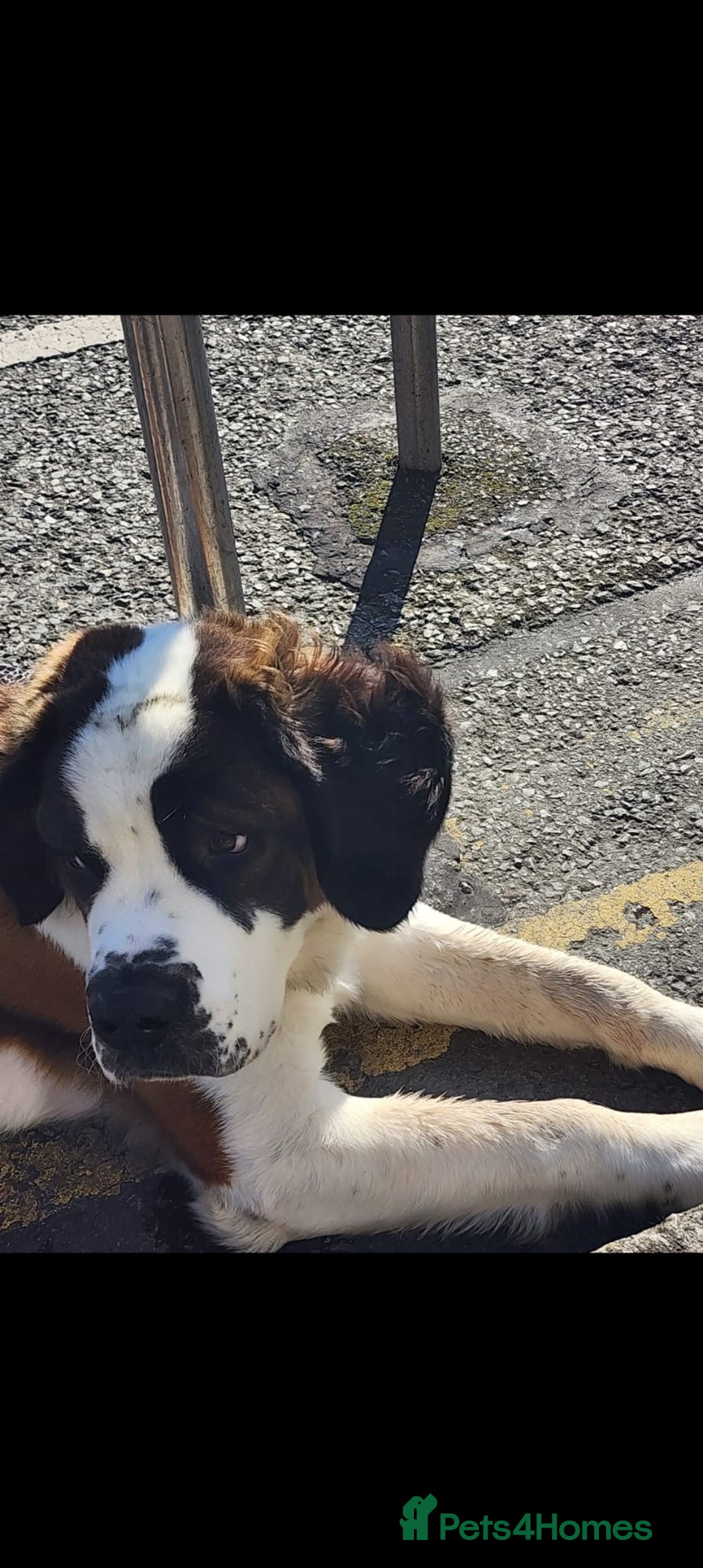 Saint Bernard dogs for sale: Henry  - Image 2