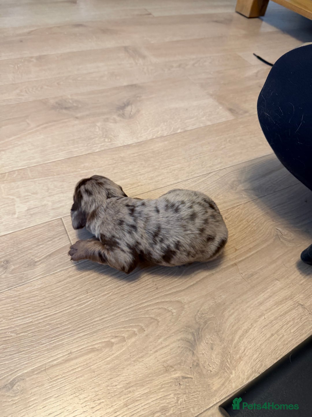 Sprollie dogs for sale: 6 Male Sprollies For Sale - Advert 7