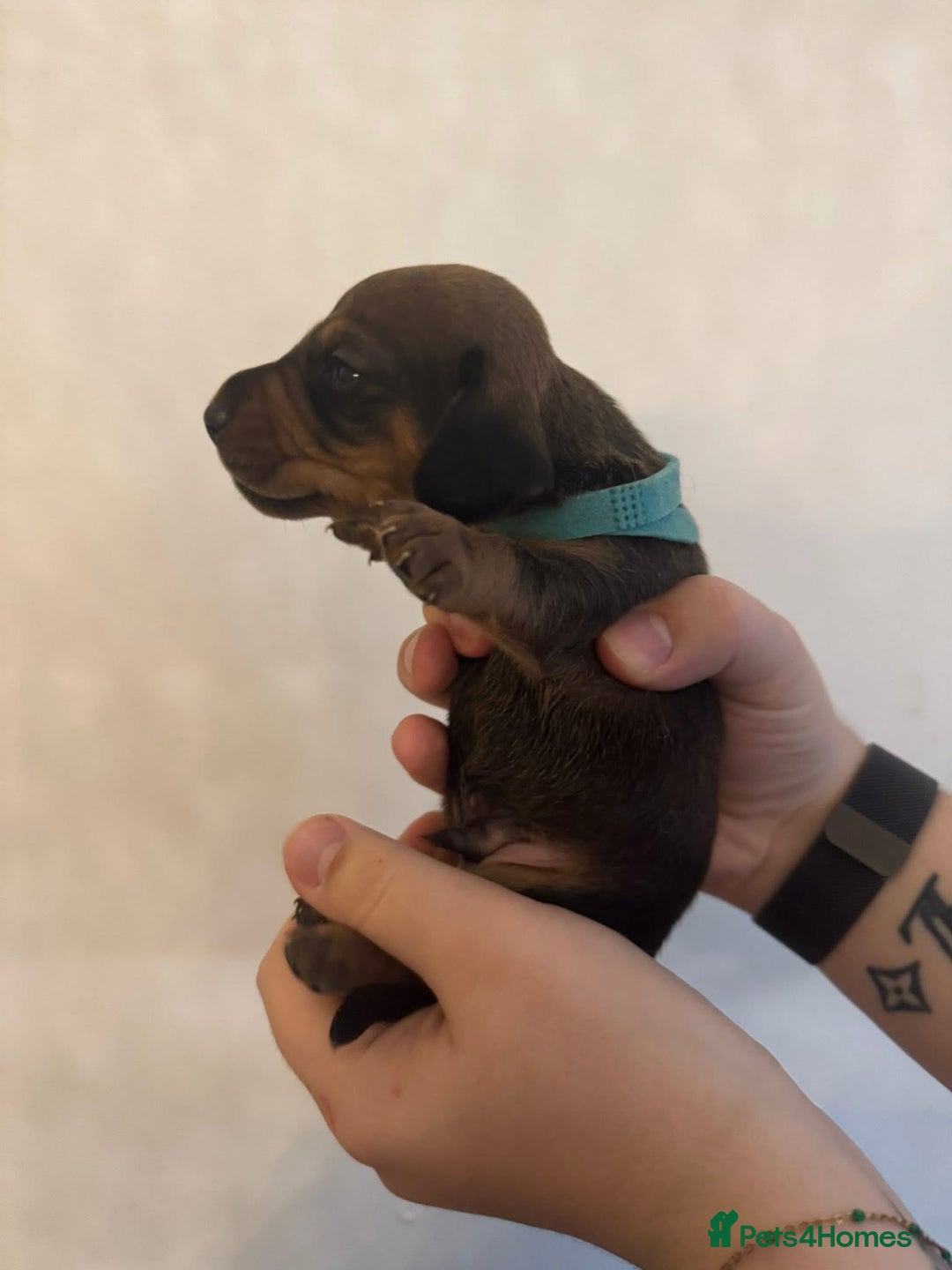 Miniature Dachshund dogs for sale: Miniature dachshund puppies for sale - Image 5