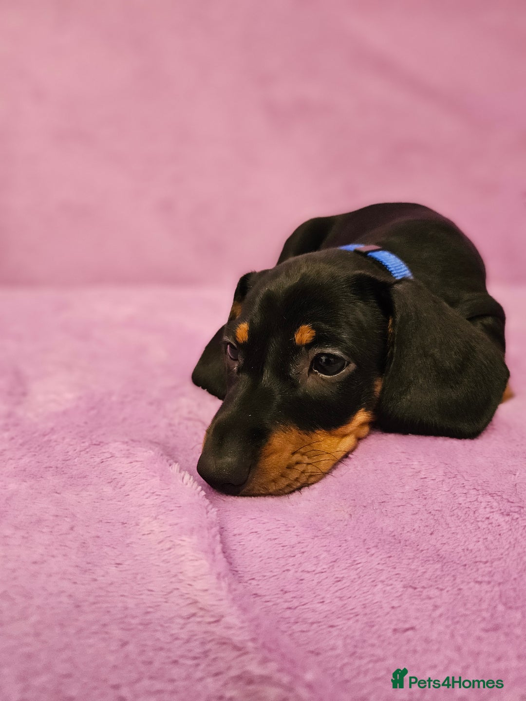 Dachshund dogs for sale: Puppies for sale - Advert 9