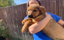 Mixed Breed dogs for sale: Cane corso X Alaskan malamute surprise litter  - Image 26