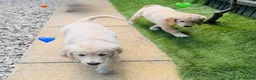 Golden Retriever dogs for sale: KC REGISTER GOLDEN RETRIEVERS PUPPIES - Advert 4