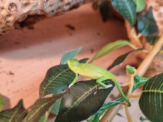 Chameleon reptiles BABY VEILED CHAMELEONS - Advert 9