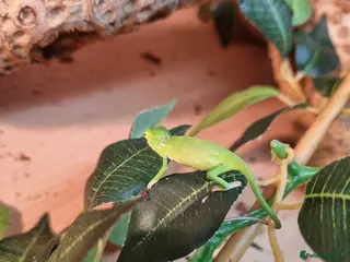 Chameleon reptiles BABY VEILED CHAMELEONS - Advert 2