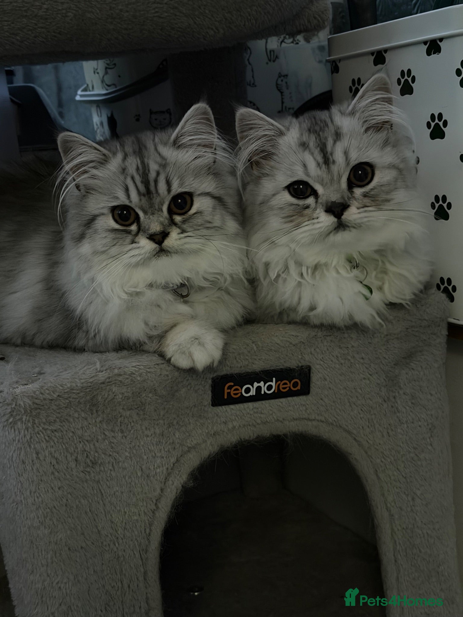 Persian cats Beautiful Silver White Doll Face Persian Kittens - Advert 4