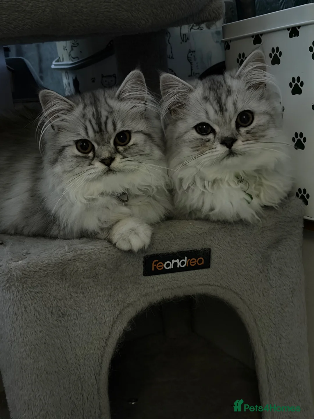 Persian cats for sale: Beautiful Silver White Doll Face Persian Kittens - Advert 1