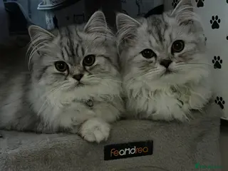 Persian cats Beautiful Silver White Doll Face Persian Kittens - Advert 4