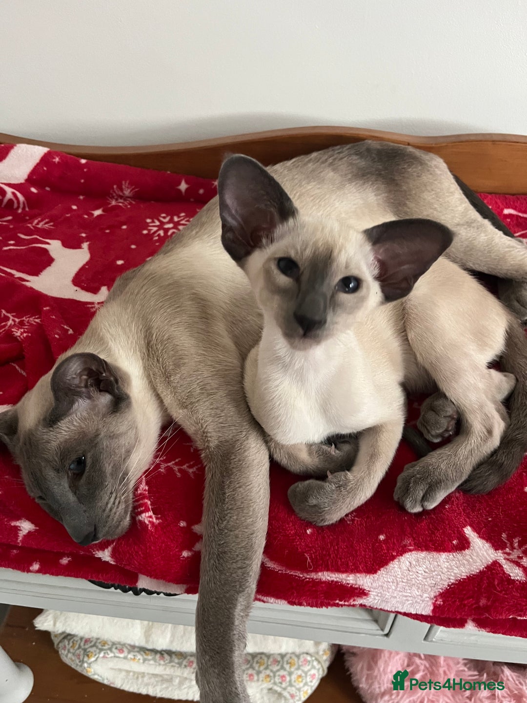 Siamese cats for sale: Gorgeous New Style Siamese kittens GCCF - Image 9