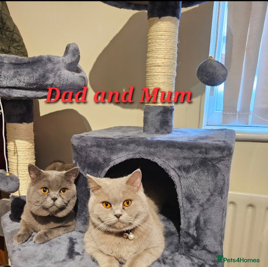 British Shorthair cats for sale: 🐾 Beautiful British Shorthair Kittens for Sale 🐾 - Advert 13