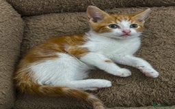 Mixed Breed cats for sale: GORGEOUS KITTENS  - Image 11