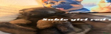 German Shepherd 7