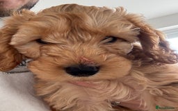 Cavapoo dogs for sale: Cavapoo puppy  - Image 2