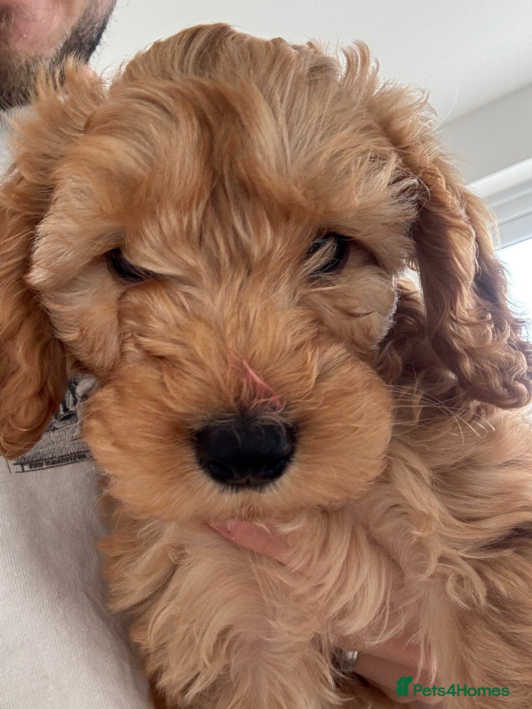 Cavapoo dogs for sale: Cavapoo puppy  - Image 2