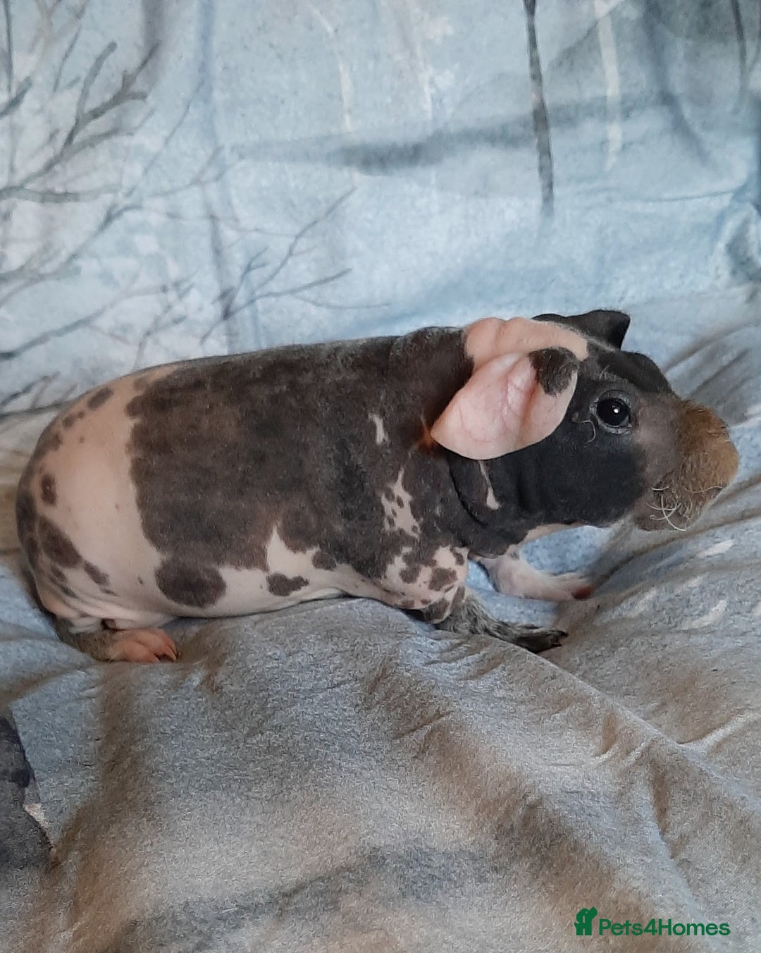 Guinea Pig rodents for sale: Skinny pig dalmation  - Advert 4