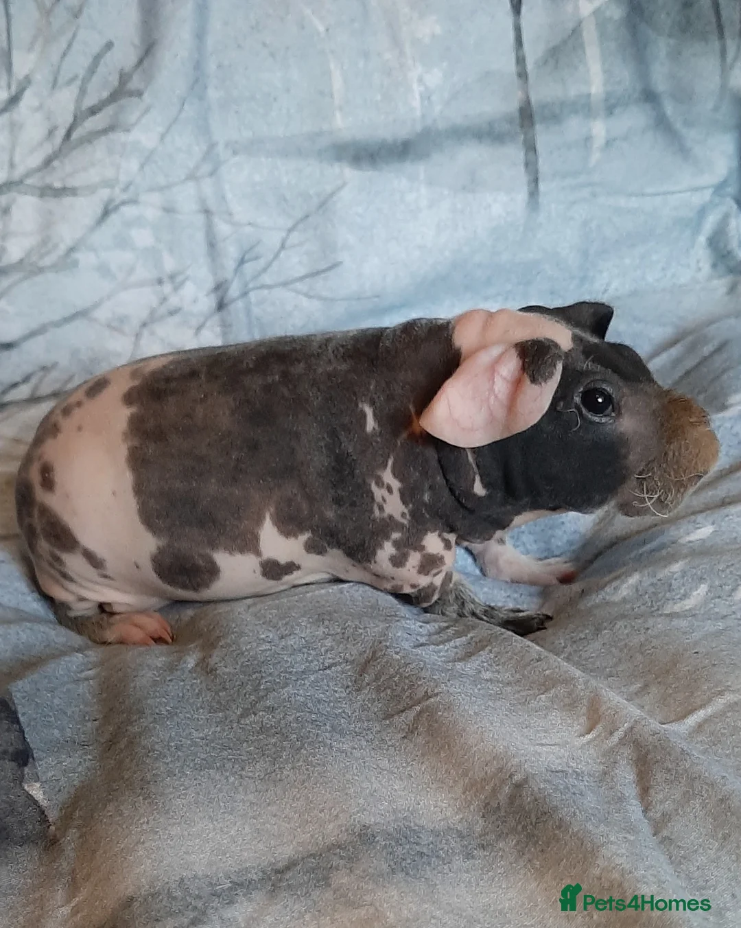 Guinea Pig rodents for sale: Skinny pig dalmation  - Advert 5