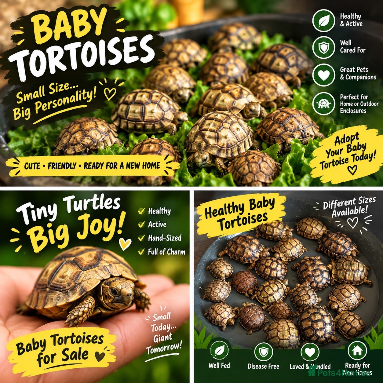 Tortoise reptiles Baby Tortoises - Advert 1