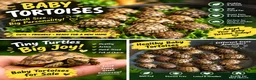 Tortoise reptiles for sale: Baby Tortoises - Advert 1
