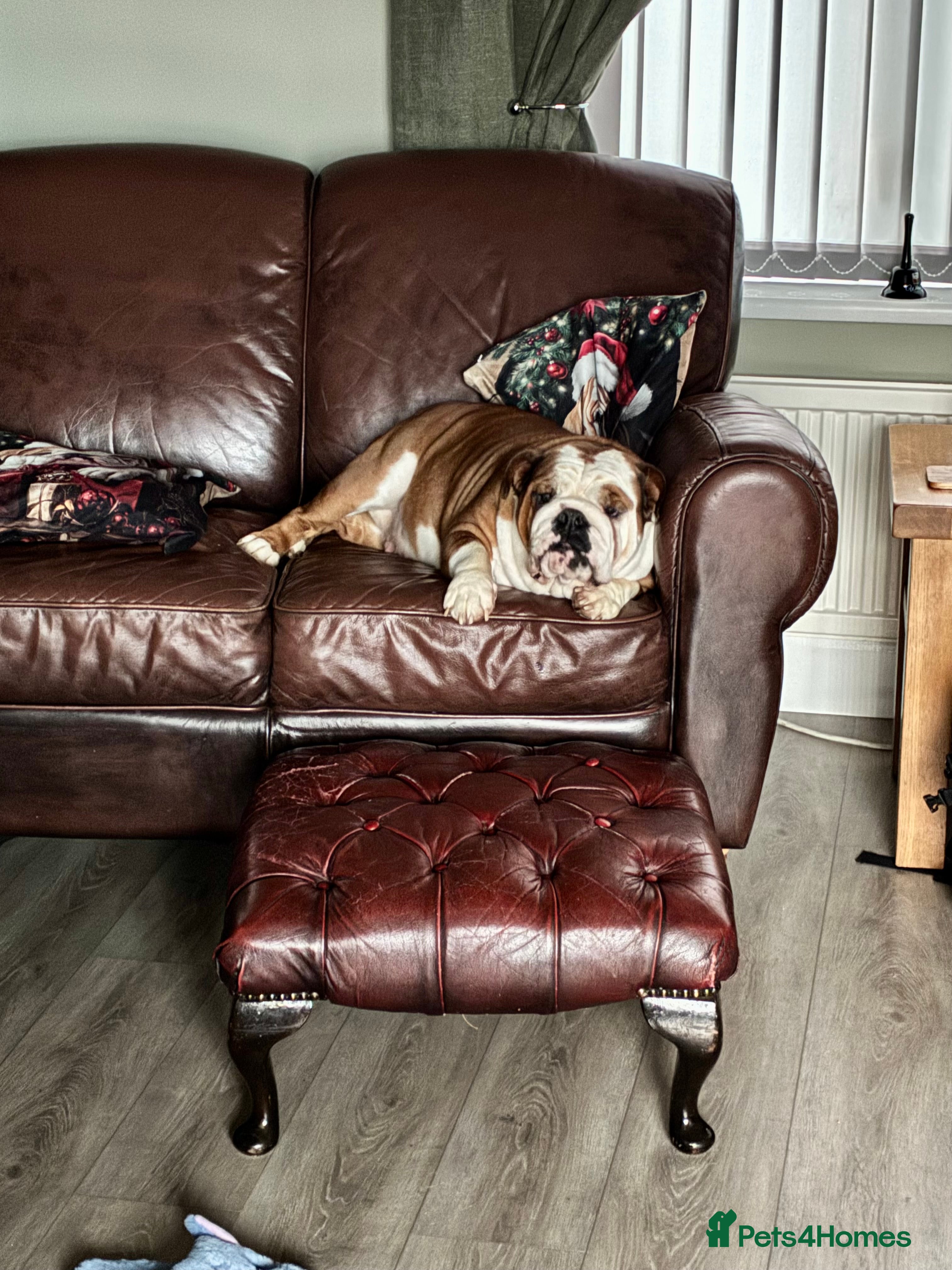 English Bulldog dogs English Bulldogs - Advert 11