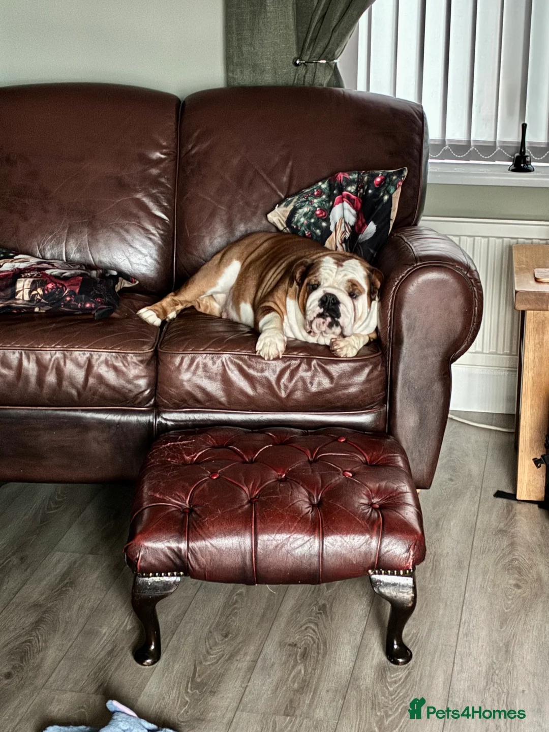 English Bulldog dogs for sale: English Bulldogs - Advert 1