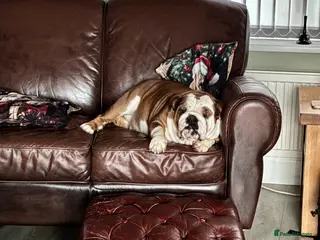 English Bulldog dogs English Bulldogs - Advert 1