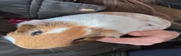 Guinea Pig rodents for sale: 4 Lovely Boy Guinea Pigs for Rehome - Advert 11