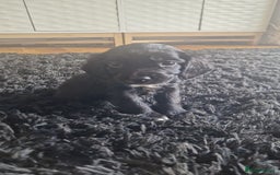 Sprocker dogs for sale: Beautiful litter of sprocker puppies - Image 33