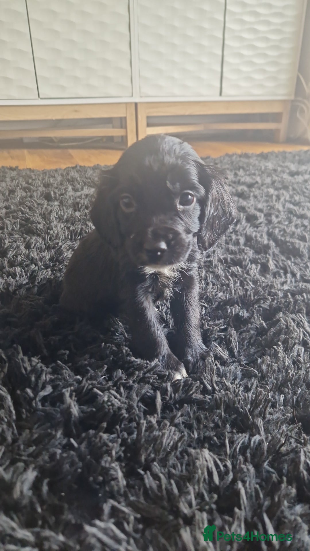 Sprocker dogs for sale: Beautiful litter of sprocker puppies - Image 33