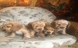 Cocker Spaniel dogs for sale: 4 stunning cocker spaniel puppies  - Image 22