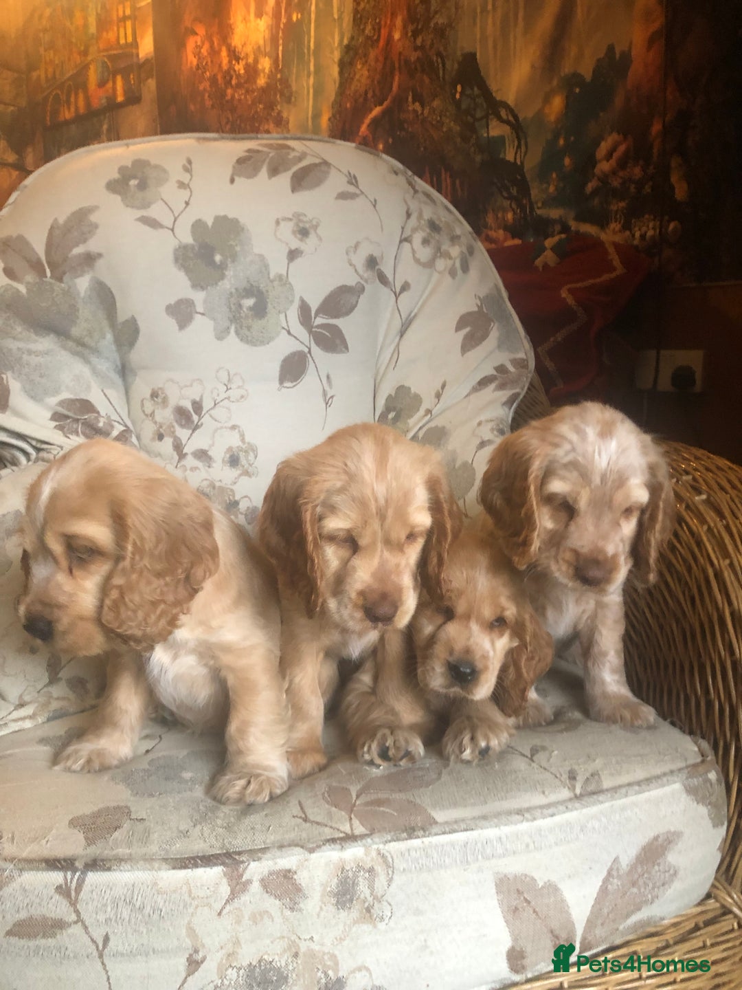 Cocker Spaniel dogs for sale: 4 stunning cocker spaniel puppies  - Image 22