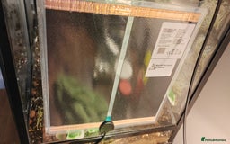 Gecko reptiles for sale: Full setup komodo  - Image 8