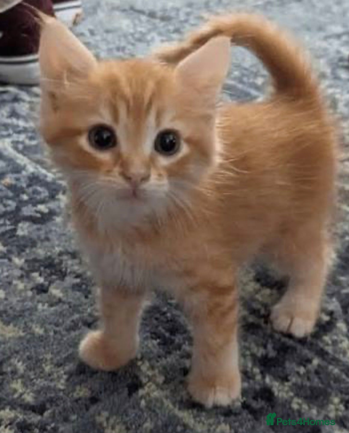 Mixed Breed cats Cute kittens  - Advert 1