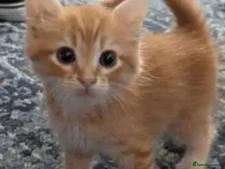 Mixed Breed cats Cute kittens - Advert 7