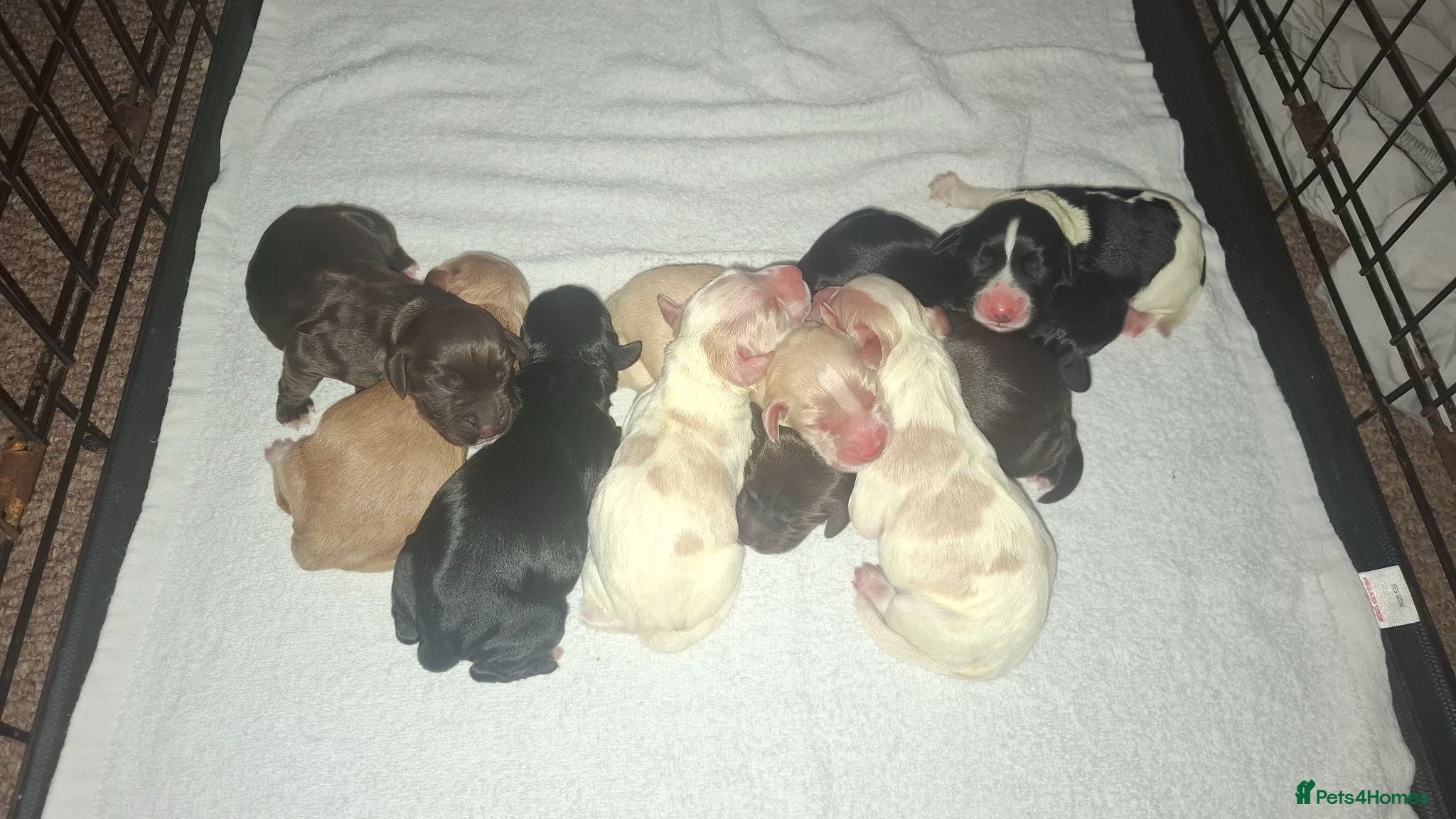 Cocker Spaniel dogs Gorgeous litter of Working Cocker Spaniel puppies - Advert 16