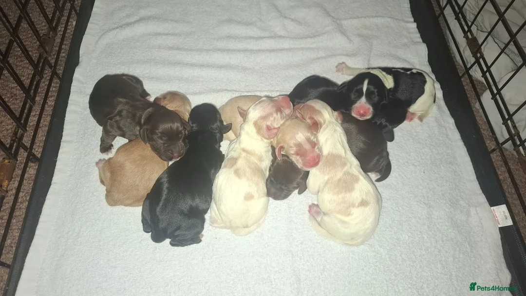 Cocker Spaniel dogs for sale: Gorgeous litter of Working Cocker Spaniel puppies - Advert 1