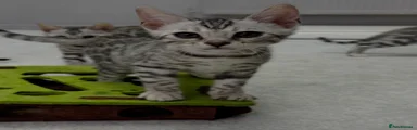 Bengal 3